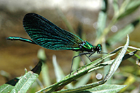 Calopteryx virgo
